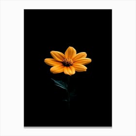 Single Yellow Flower On Black Background 3 Canvas Print