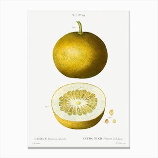 Citrus, Adam's Apple, Pierre Joseph Redoute Canvas Print