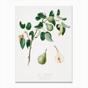 Pear (Pyrus Mendax) From Pomona Italiana (1817 1839), Giorgio Gallesio Canvas Print