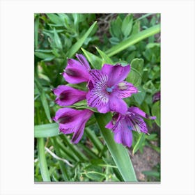 Purple Flower Canvas Print