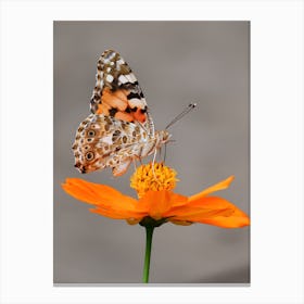 Butterfly On A Flower 7 Canvas Print