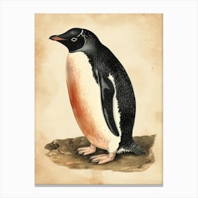 Adlie Penguin Bleaker Island Vintage Botanical Painting 1 Canvas Print