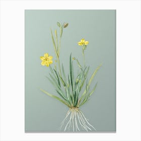 Vintage Yellow Eyed Grass Botanical Art on Mint Green Canvas Print