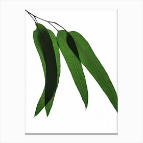 Green Leaf III Canvas Print