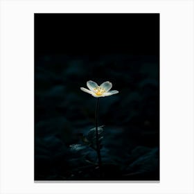 White Flower In The Dark 34 Canvas Print