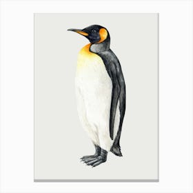 King Penguin Canvas Print