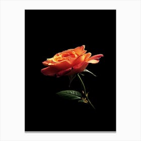 Orange Rose On Black Background 8 Canvas Print