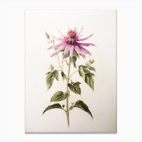 Pressed Flower Botanical Art Bee Balm 2 Canvas Print