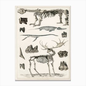 Collection Of Specimens, Oliver Goldsmith Canvas Print