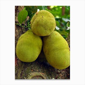 Jackfruits On A Tree Canvas Print