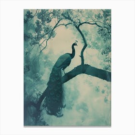 Peacock In A Tree Turquoise Cyanotype Inspired  2 Canvas Print