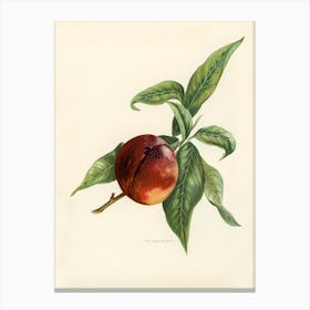 Vintage Illustration Of Pine Apple Nectarines, John Wright Canvas Print