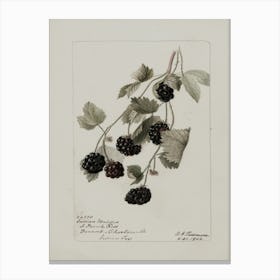 Blackberry 2 Canvas Print