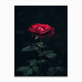 Dark Rose 106 Canvas Print