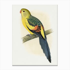 Parrot 14 Canvas Print