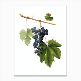 Vintage Grape Colorino Botanical Illustration on Pure White n.0817 Canvas Print