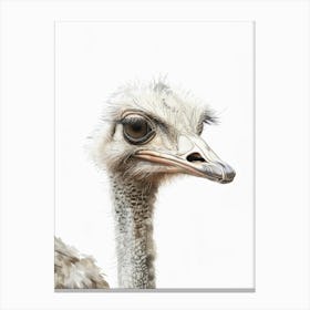 Ostrich 2 Canvas Print