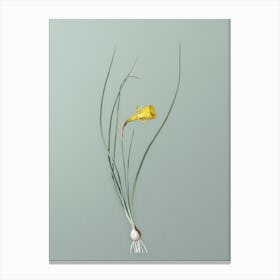 Vintage Daffodil Botanical Art on Mint Green Canvas Print