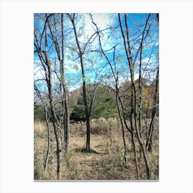 Trail Through The Woods 1 Canvas Print