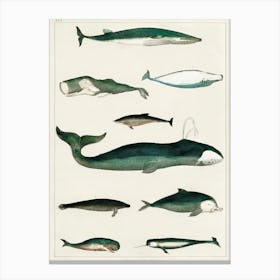 Collection Of Various Whales, Oliver Goldsmith Canvas Print