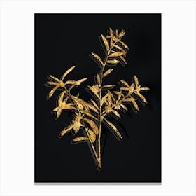 Vintage Bog Rosemary Bush Botanical in Gold on Black n.0142 Canvas Print