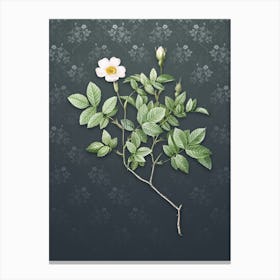 Vintage Rosebush Botanical on Slate Gray Pattern n.2184 Canvas Print