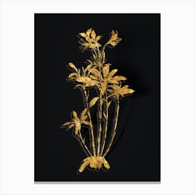 Vintage Lily of the Incas Botanical in Gold on Black n.0084 Canvas Print