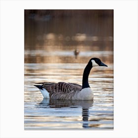 Canadian Geese 31 Canvas Print