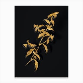 Vintage Birdbill Dayflower Botanical in Gold on Black n.0380 Canvas Print