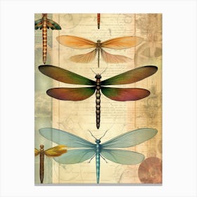 Dragonfly Vintage Species 6 Canvas Print