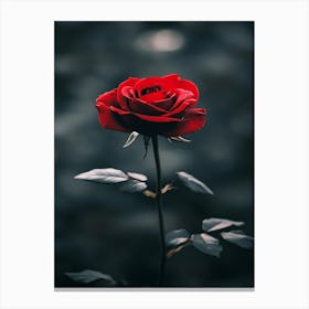 Dark Rose 17 Canvas Print