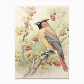 Vintage Bird Drawing Cedar Waxwing 1 Canvas Print