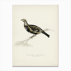 Hybrid Between Black Grouse And Willow Ptarmigan, The Von Wright Brothers 1 Canvas Print