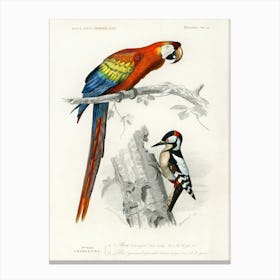 Different Types Of Birds, Charles Dessalines D'Orbigny 1 Canvas Print