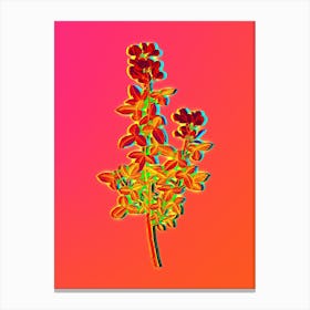 Neon Common Cytisus Botanical in Hot Pink and Electric Blue n.0393 Canvas Print