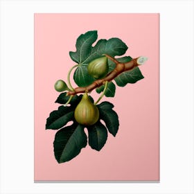 Vintage Fig Botanical on Soft Pink n.0700 Canvas Print