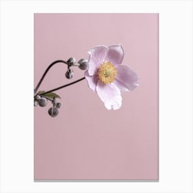 Anemone Flower Canvas Print