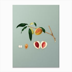 Vintage Peach Botanical Art on Mint Green n.0179 Canvas Print