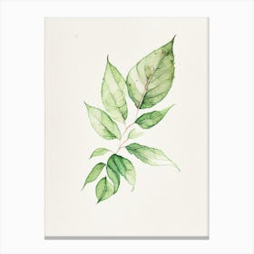 Tulsi Leaf Minimalist Watercolour 1 Canvas Print