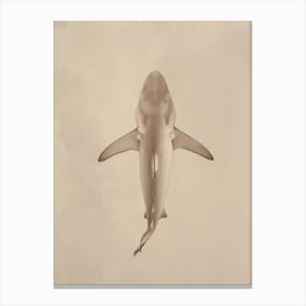 Vintage Nurse Shark Pencil Illustration 3 Canvas Print