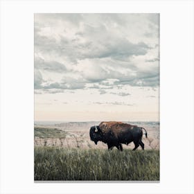 Badlands Bison Canvas Print