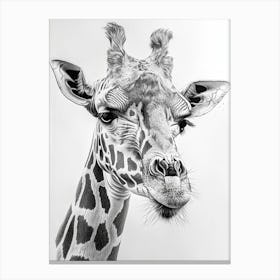 Zoo Austin Texas Black And White Drawing 1 Canvas Print