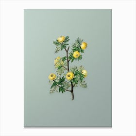 Vintage Tansy Leaved Hawthorn Flower Botanical Art on Mint Green Canvas Print