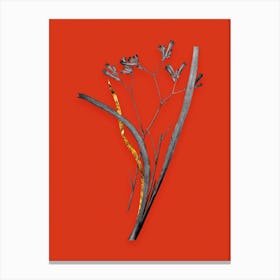 Vintage Anigozanthos Flavida Black and White Gold Leaf Floral Art on Tomato Red n.0266 Canvas Print