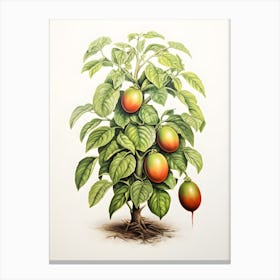 Avocado plant drawing Canvas Print