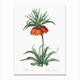 Fritillaries Illustration, Pierre Joseph Redoute Canvas Print