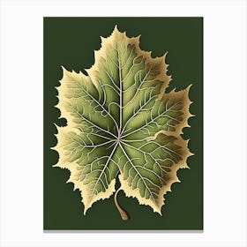 Sycamore Leaf Vintage Botanical 1 Canvas Print