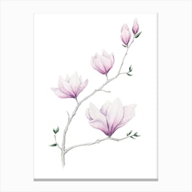 Magnolia Botanical Watercolor Painting Canvas Print