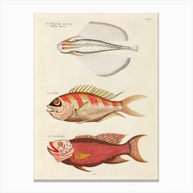 Colourful And Surreal Illustrations Of Fishes Found In Moluccas (Indonesia) And The East Indies, Louis Renard(53) Canvas Print