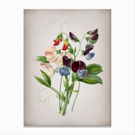 Vintage Sweet Pea Botanical on Parchment n.0891 Canvas Print